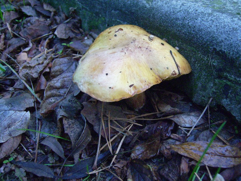 Boletus granulatus